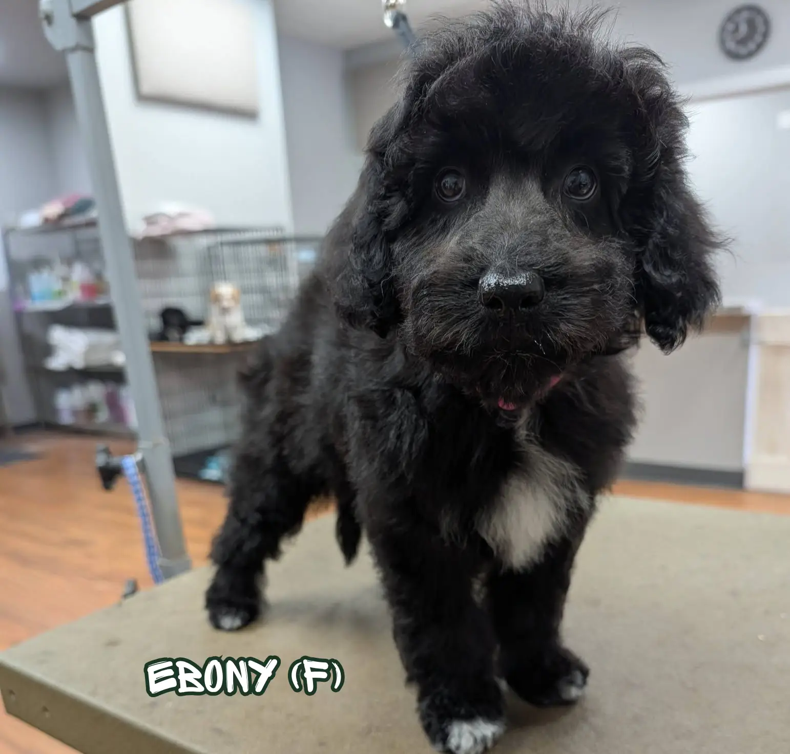 Ebony after the Fernwood rescue