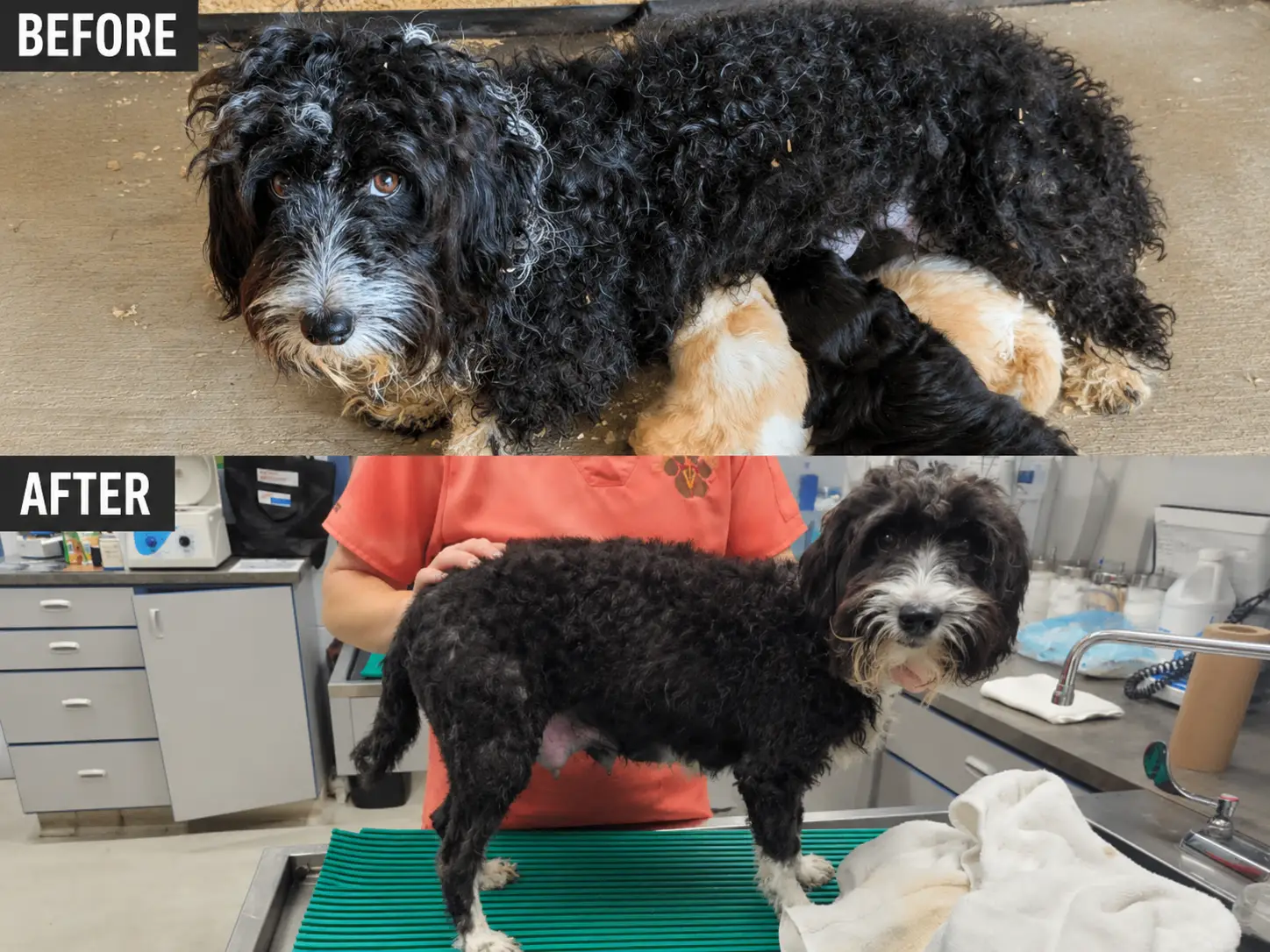 Mother dog recovery comparison after the Fernwood rescue