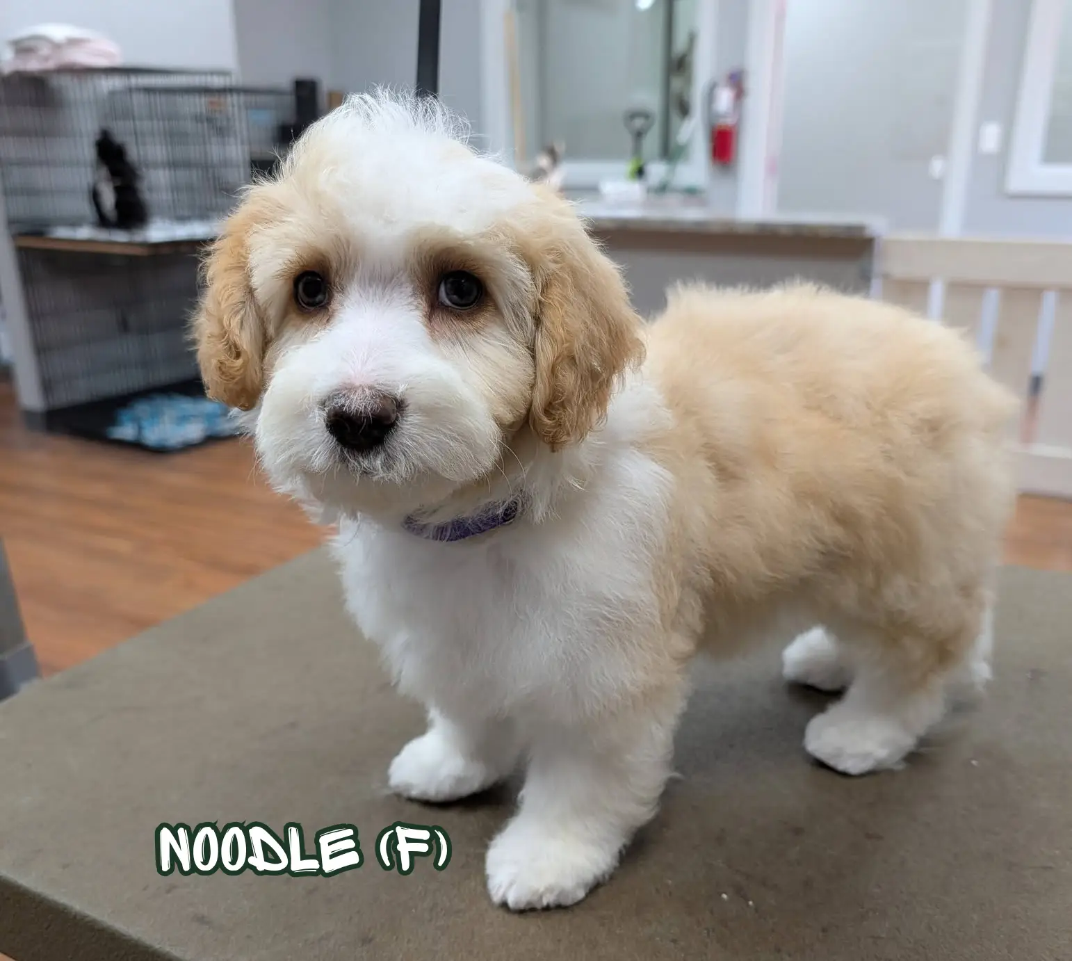 Noodle during recovery after the Fernwood rescue