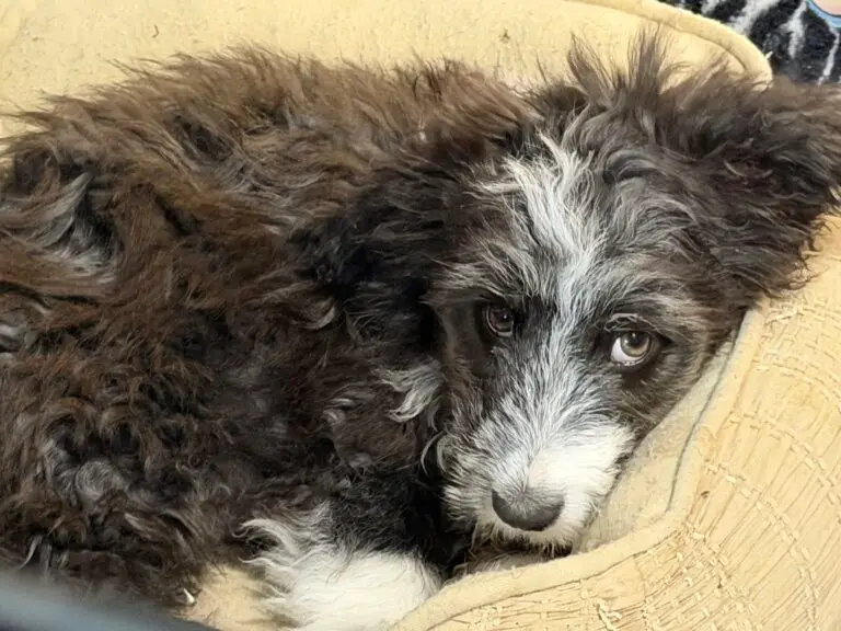 Pepe resting comfortably in his bed at Idaho Animal Rescue Network