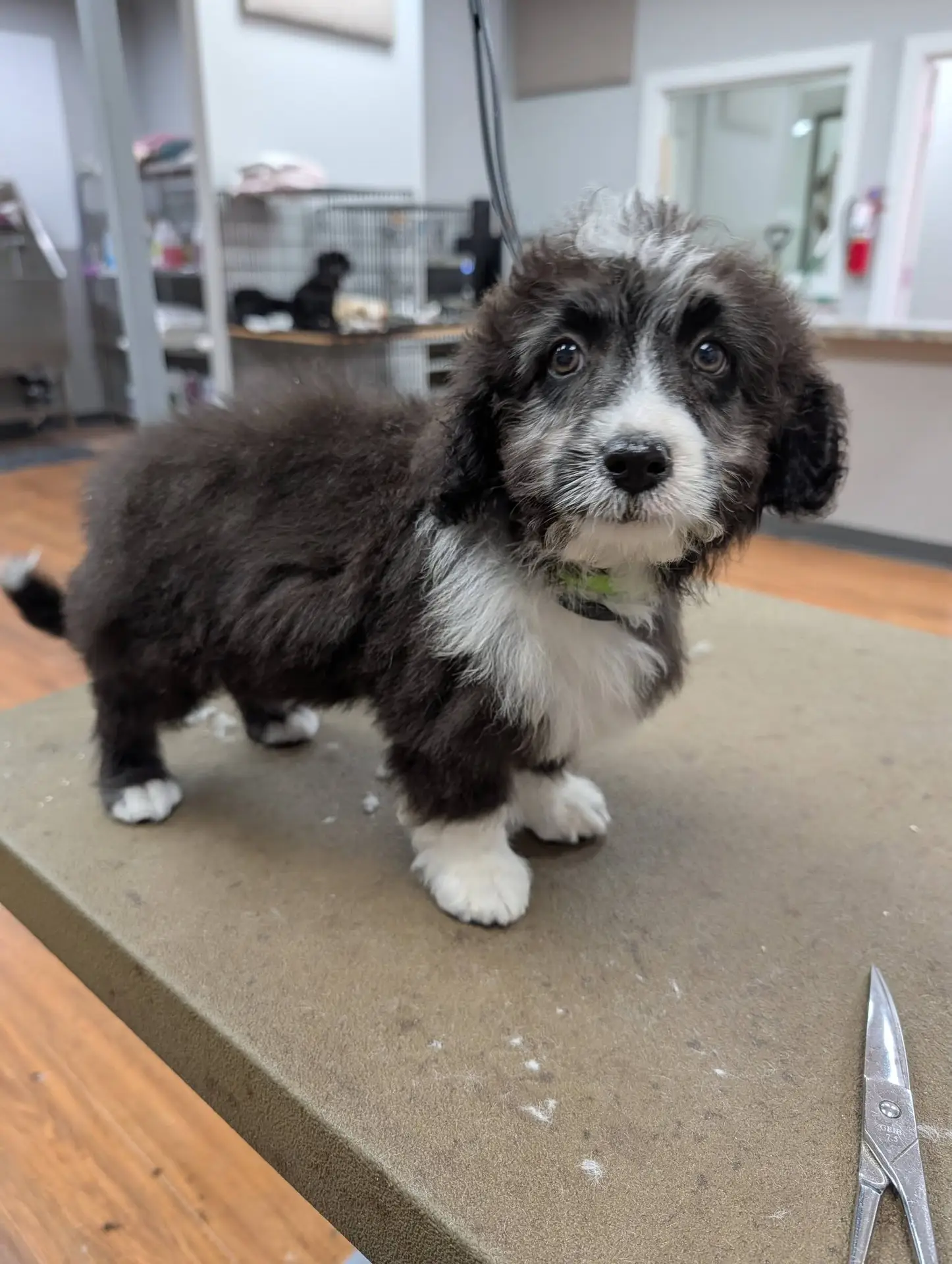 Pepe after the Fernwood rescue