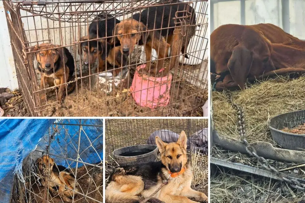 Princeton Idaho animal cruelty case: dogs and kennel conditions during the January 2026 rescue.