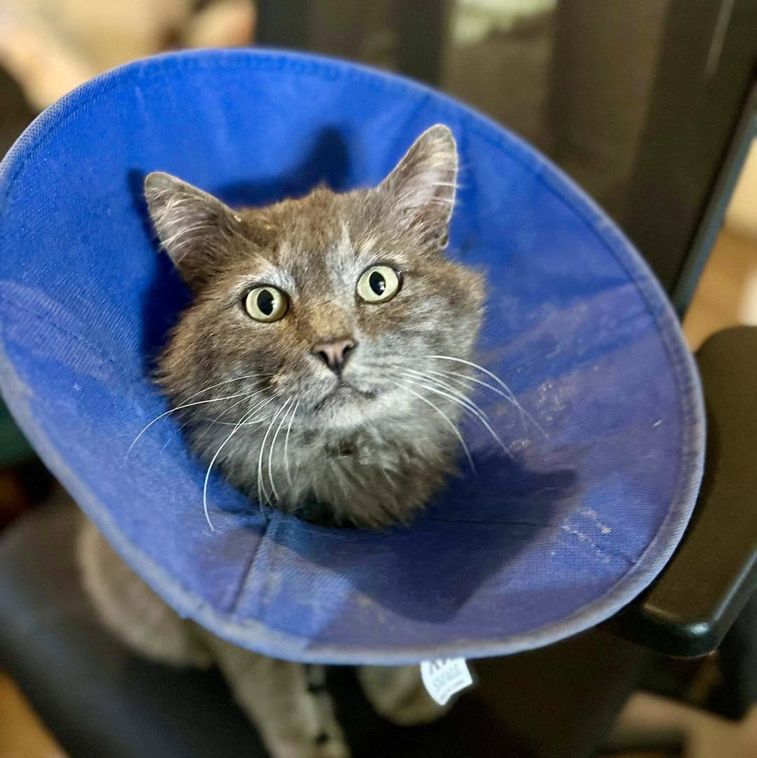 Cooper, a gray cat with green eyes wearing a blue protective collar